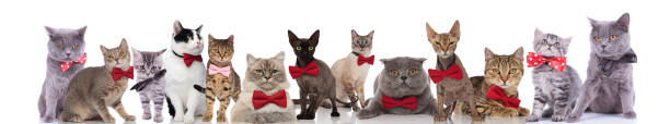 istock large team of elegant cats wearing red bowties 1022259752