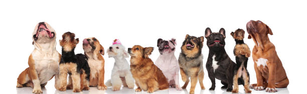 istock different breeds of curious dogs looking up and panting 1022259994