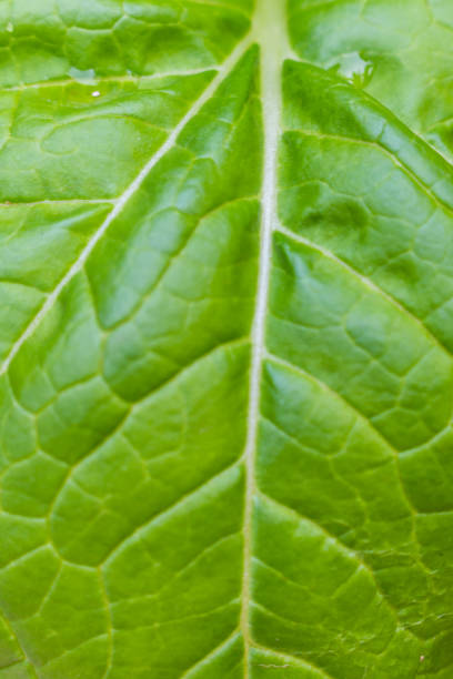 istock Brassica chinensis Jusl var parachinensis 1022260018