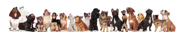 istock large group of happy curious dogs looking up 1022260052
