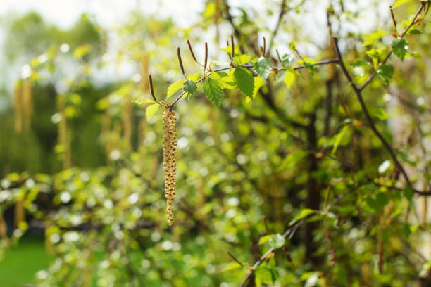 istock White birch (Betula pubescens) flowers with blurred green sunlit forest in back. Abstract spring background. 1022260160