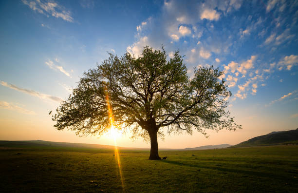 istock Lonely and old oak on meadow at sunset 1022262644