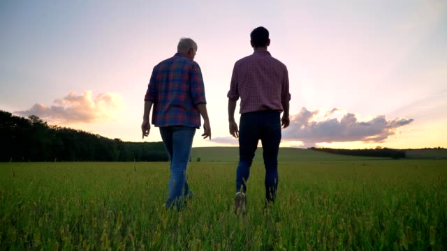 Back view of old father talking with his adult son and walking together on wheat field, beautiful sunset in background