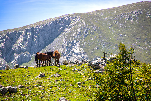 Landscape of Pollino national park, a wide natural reserve in Basilicata and  Calabria,  italian regions and a group of free horses