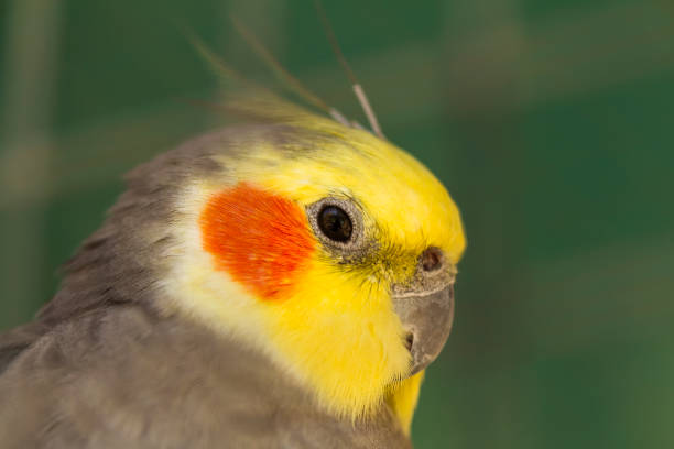 istock Cockatiel bird closeup view. 1022270422