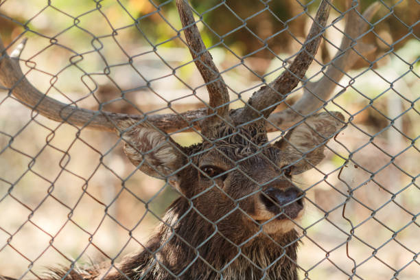 Close up of a deer's eye behind the fence. Concept of imprisonment and freedom.