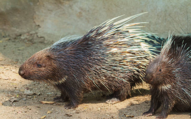 istock Porcupine closeup view. 1022270588