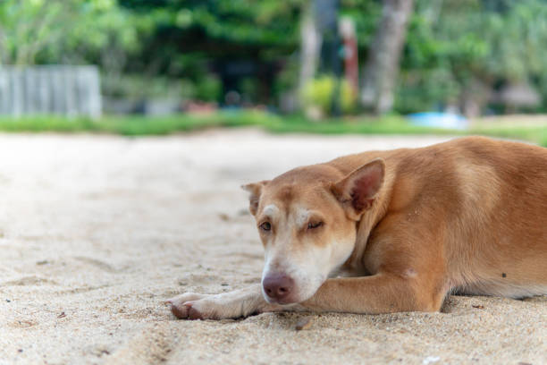 istock Brown dog with copy space for your text message