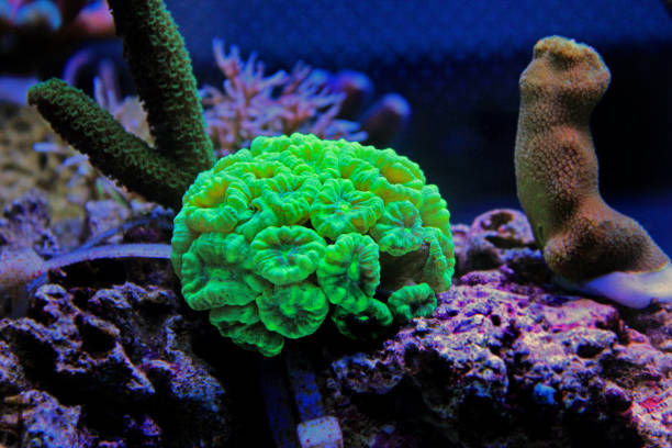 istock Caulastrea LPS Coral 1022277240