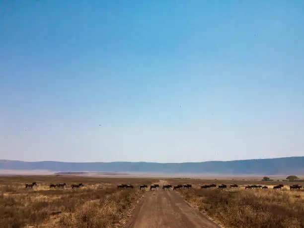 Another rewarding stop, this time in Tanzania in a Safari trip during the great migration period.