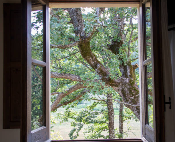 Window See Outside Tree 183,100+ Tree Outside Window Stock Photos, Pictures & Royalty-Free ...