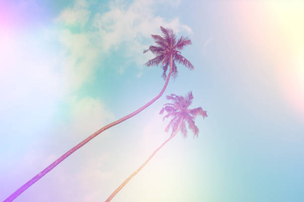 istock Tropical coconut palm trees vintage color toned and stylized 1022281594