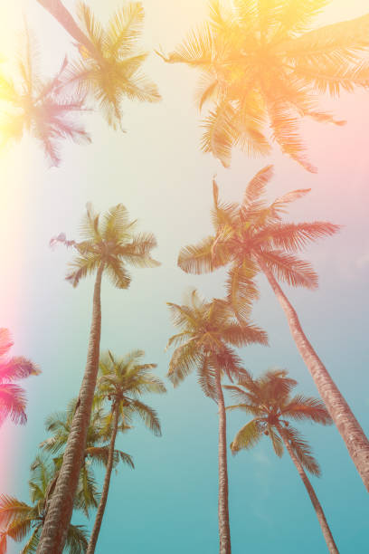 istock Retro toned palm trees perspective view from ground 1022281870