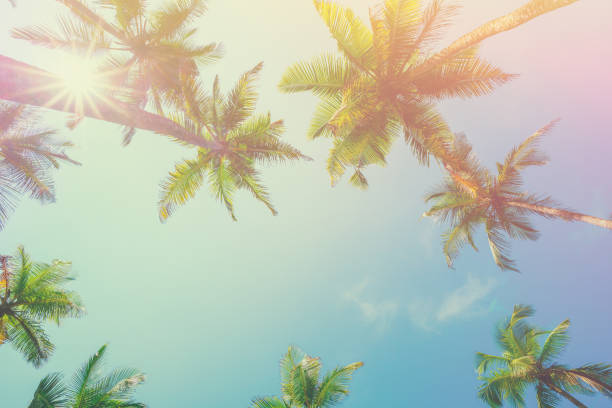 istock Tropical palm trees vintage toned and stylized 1022282228
