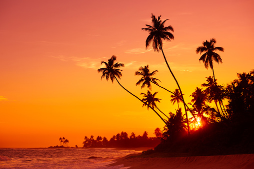 Sunset on tropical beach with palm trees silhouettes