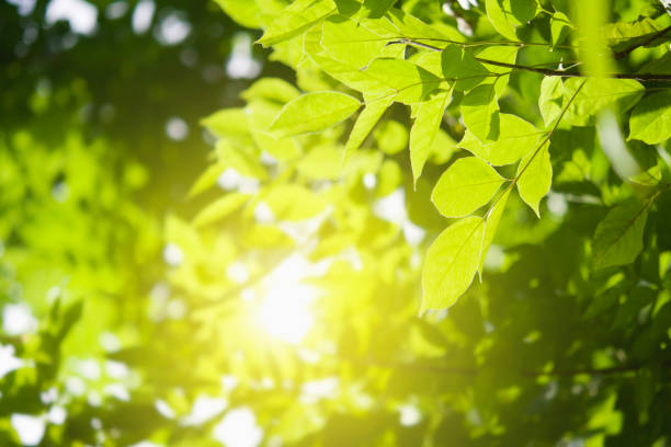 istock fresh green leaf and sunshine in nature 1022293610
