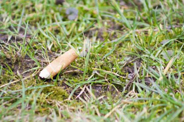 istock A cigarette butt / filter thrown into a green meadow in high mountains, polluting the nature and the environment 1022293670