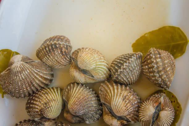 Boiled blood clams on white dish with copy space for your text. Steamed cockles frame with copy space. Blood cockles or blood clams (Tegillarca granosa) background for seafood concept. hervir almejas de sangre en el plato blanco con espacio de copia de su texto. al vapor marco de berberechos con espacio de copia. berberechos de sangre o sangre almejas (pacífico occidental tegillarca granosa) fondo de concepto de pescados y mariscos.