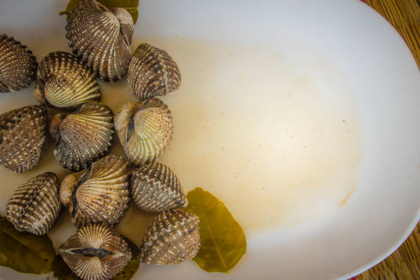 Boiled blood clams on white dish with copy space for your text. Steamed cockles frame with copy space. Blood cockles or blood clams (Tegillarca granosa) background for seafood concept. hervir almejas de sangre en el plato blanco con espacio de copia de su texto. al vapor marco de berberechos con espacio de copia. berberechos de sangre o sangre almejas (pacífico occidental tegillarca granosa) fondo de concepto de pescados y mariscos.