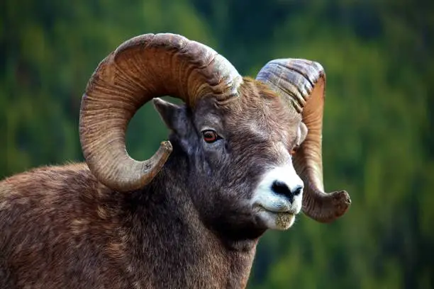 Photo of portrait of big horn ram