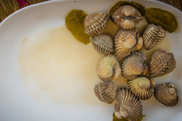 Boiled blood clams on white dish with copy space for your text. Steamed cockles frame with copy space. Blood cockles or blood clams (Tegillarca granosa) background for seafood concept. hervir almejas de sangre en el plato blanco con espacio de copia de su texto. al vapor marco de berberechos con espacio de copia. berberechos de sangre o sangre almejas (pacífico occidental tegillarca granosa) fondo de concepto de pescados y mariscos.