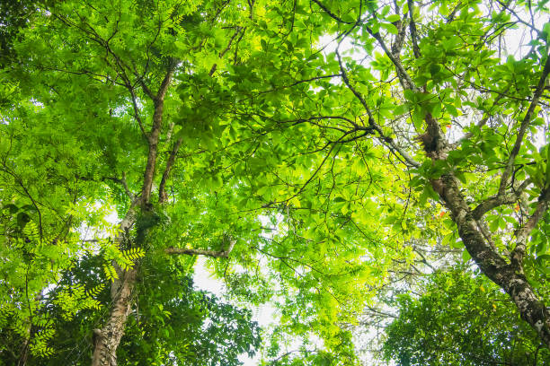istock Big green tree and branches of tree over head, Backgrounds 1022301620