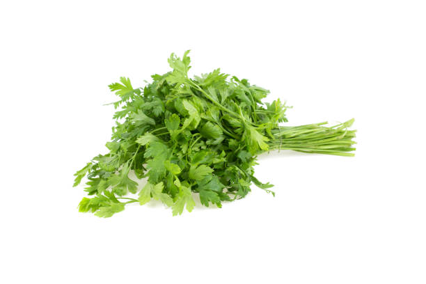 istock branch, bush parsley isolated on white background 1022301842