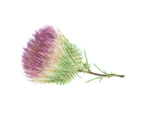 istock thistle medicinal plant isolated on white background 1022301860