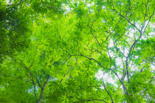 istock Big green tree and branches of tree over head, Backgrounds 1022301876