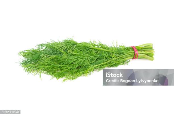 Bunch Of Dill Isolated On White Background Stock Photo - Download Image Now - Dill, Branch - Plant Part, Bundle