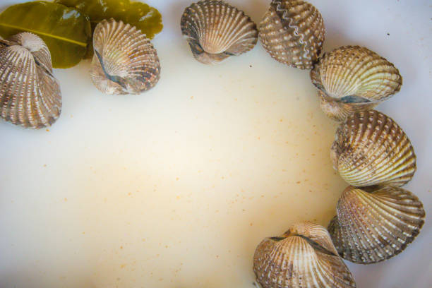 Boiled blood clams on white dish with copy space for your text. Steamed cockles frame with copy space. Blood cockles or blood clams (Tegillarca granosa) background for seafood concept. hervir almejas de sangre en el plato blanco con espacio de copia de su texto. al vapor marco de berberechos con espacio de copia. berberechos de sangre o sangre almejas (pacífico occidental tegillarca granosa) fondo de concepto de pescados y mariscos.
