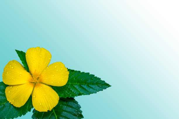Golden Hibiscus Flowers
