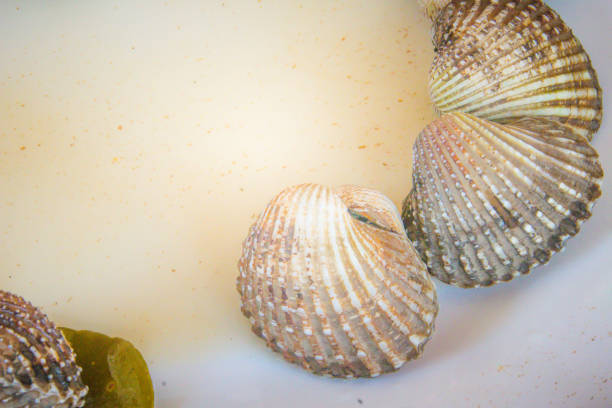 Boiled blood clams on white dish with copy space for your text. Steamed cockles frame with copy space. Blood cockles or blood clams (Tegillarca granosa) background for seafood concept. hervir almejas de sangre en el plato blanco con espacio de copia de su texto. al vapor marco de berberechos con espacio de copia. berberechos de sangre o sangre almejas (pacífico occidental tegillarca granosa) fondo de concepto de pescados y mariscos.