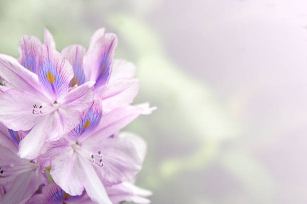 flower water hyacinth  close up