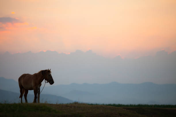 istock Horse is standing with mountain background as sunset time 1022313052