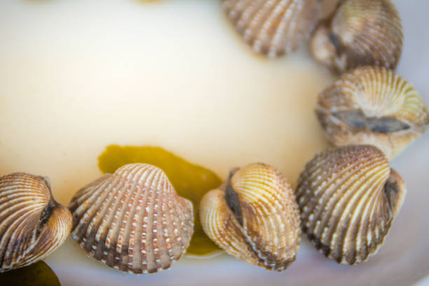 Boiled blood clams on white dish with copy space for your text. Steamed cockles frame with copy space. Blood cockles or blood clams (Tegillarca granosa) background for seafood concept. hervir almejas de sangre en el plato blanco con espacio de copia de su texto. al vapor marco de berberechos con espacio de copia. berberechos de sangre o sangre almejas (pacífico occidental tegillarca granosa) fondo de concepto de pescados y mariscos.