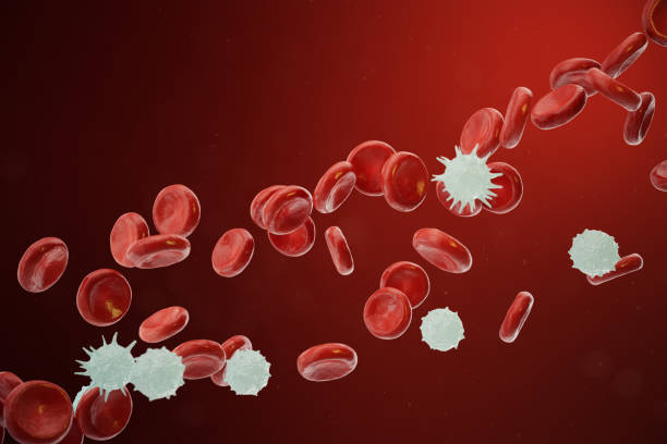 glóbulos rojos y blancos liberación de neutrófilos, eosinófilos, basófilos, linfocitos, son las células del sistema inmune. ilustración 3d - healthcare and medicine human cardiovascular system anatomy human blood vessel fotografías e imágenes de stock
