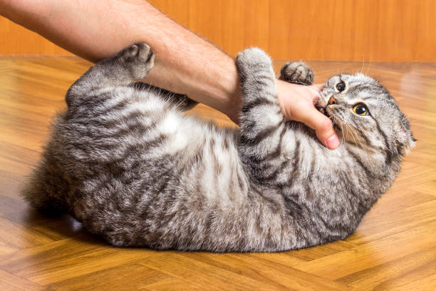 istock Cute funny cat playing with man hand 1022324598