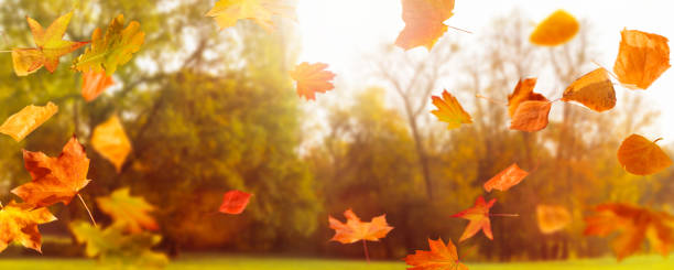 istock sunshine in autumnal idyll 1022329306