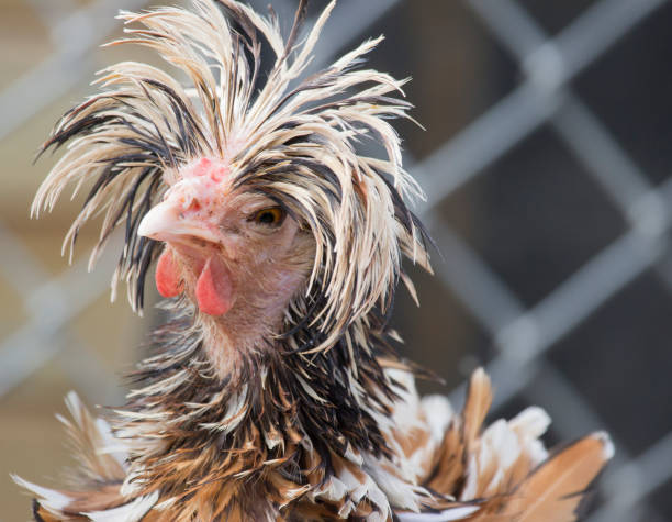 Funny Chicken Making A Face Stock Photo - Download Image Now - Humor, Chicken - Bird, Animal - iStock Funny Chicken Making A Face Stock Photo - Download Image Now - Humor, Chicken - Bird, Animal - iStock