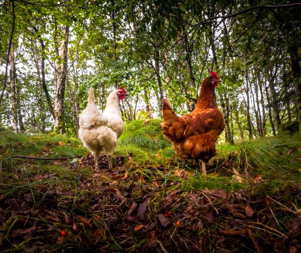 istock Hens pecking around in forest Snowdon 1022336828