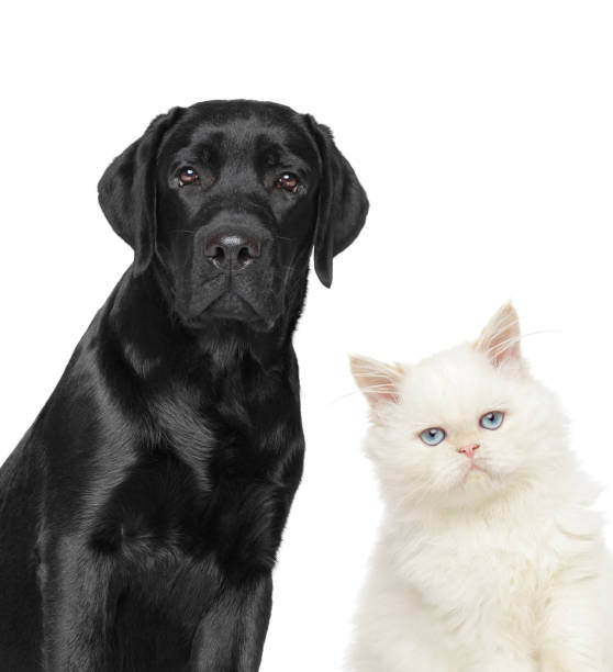 istock Cat and dog on white background 1022336932