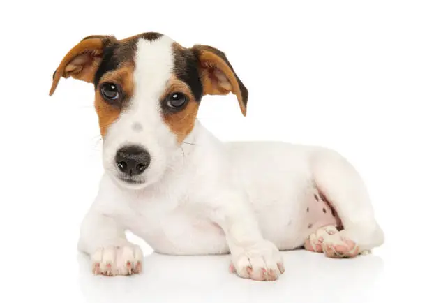 Cute Jack-Russel terrier lying on a white background. Baby animal theme