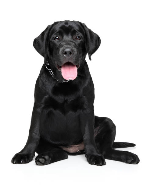 istock Happy Labrador puppy on white background 1022344350