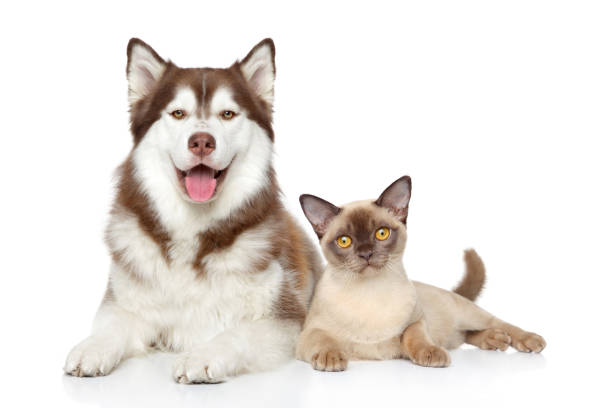 Cat and dog together