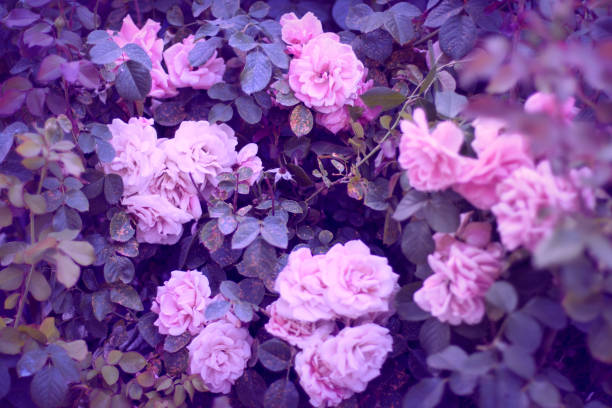 roses background - ornamental garden europe flower bed old fashioned imagens e fotografias de stock