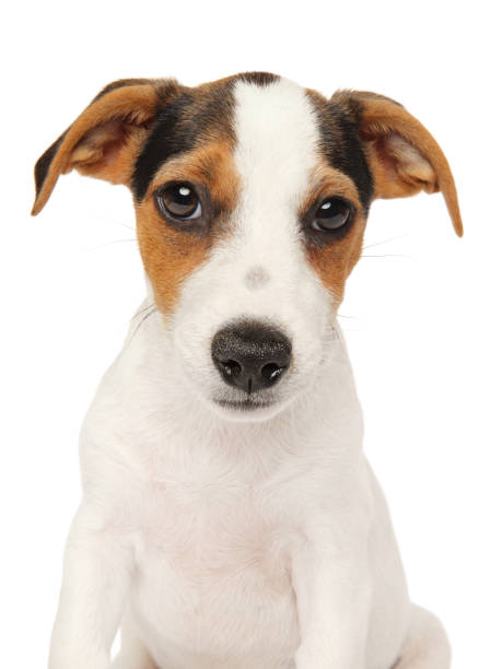 istock Jack Russell terrier puppy on white background 1022345140