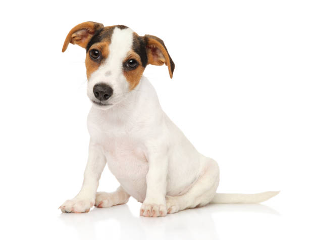 istock Jack Russell terrier puppy on white 1022347572