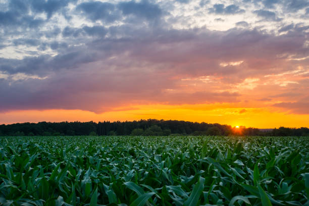 istock Germany, Warm orange sunset behind green corn fields and forest in summer 1022347654