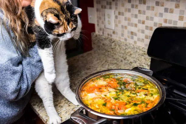 Woman holding one naughty mischief guilty curious calico cat by homemade vegetable soup on counter top in kitchen, hot steam